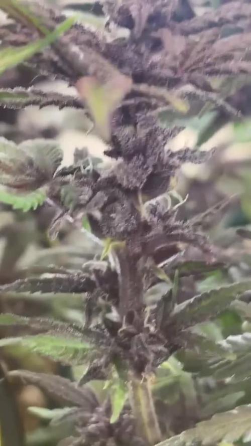 Mini bonsai auto mix (heyabby 420 pro)