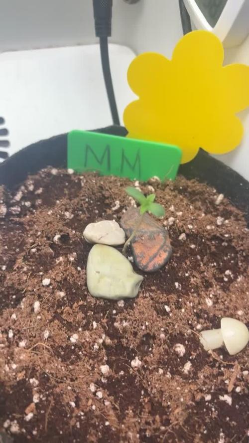 Monster maker hey abby