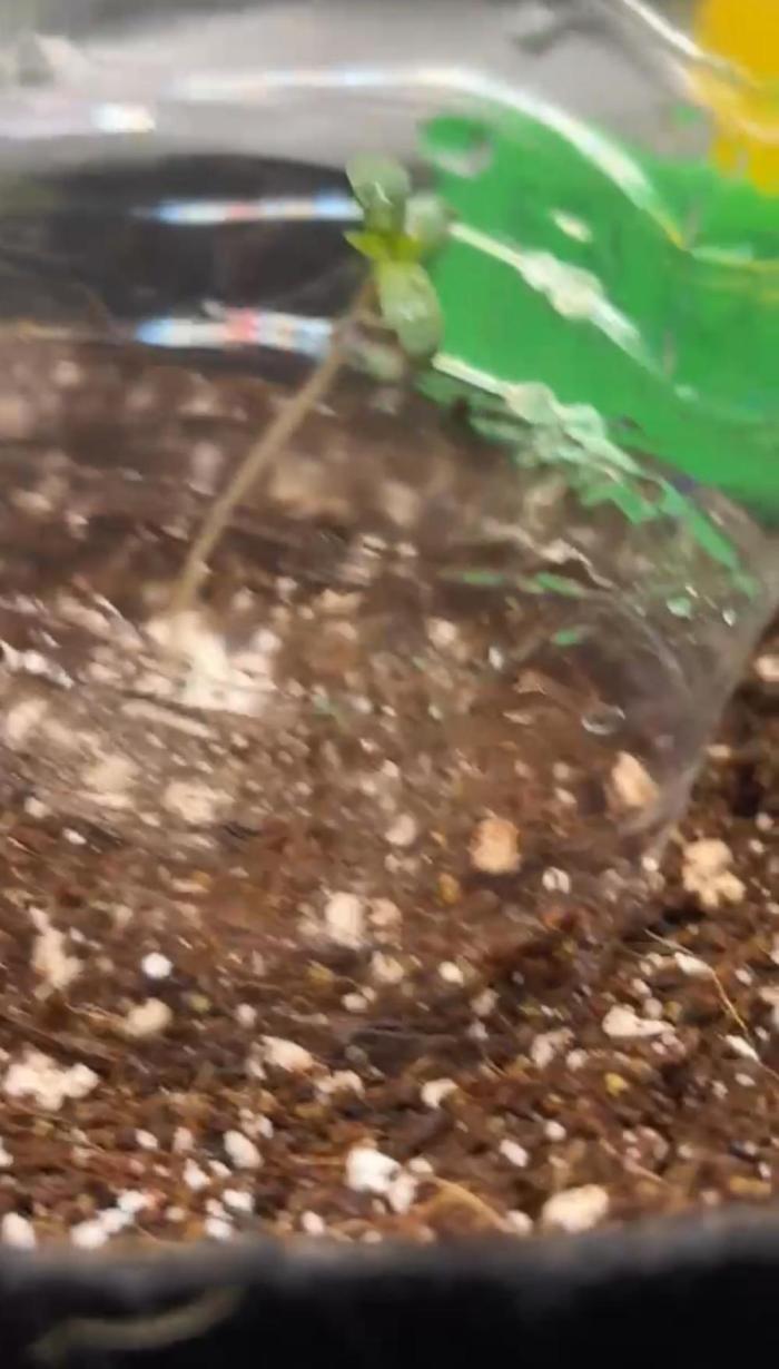 Monster maker hey abby. Week 0