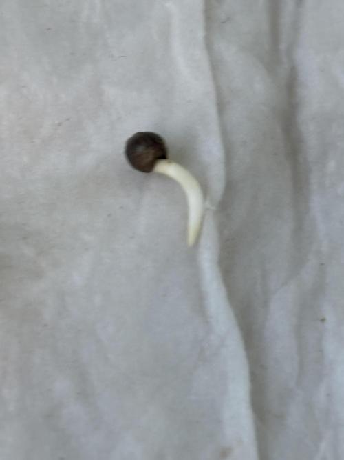 BPP auto RF3 in heyabby420pro. Week 0