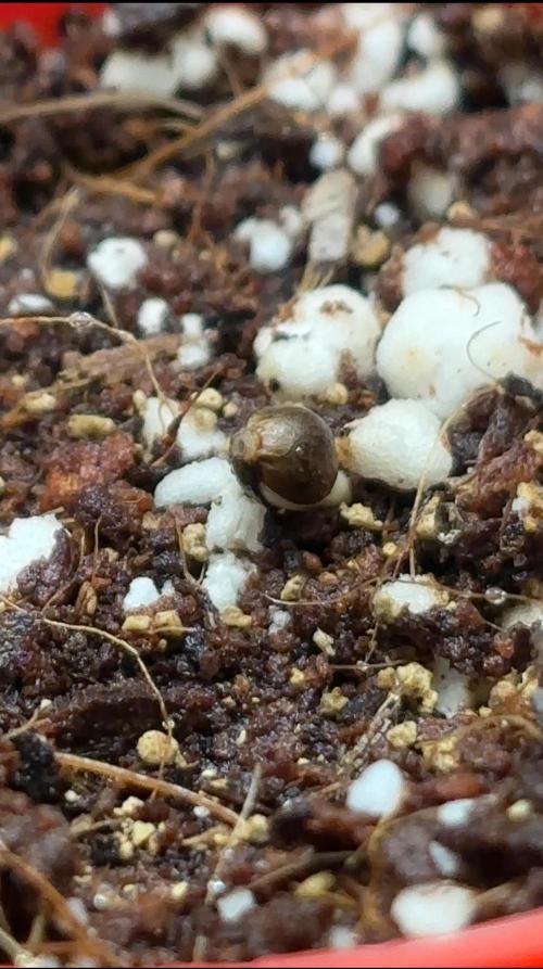 BPP auto RF3 in heyabby420pro. Week 0