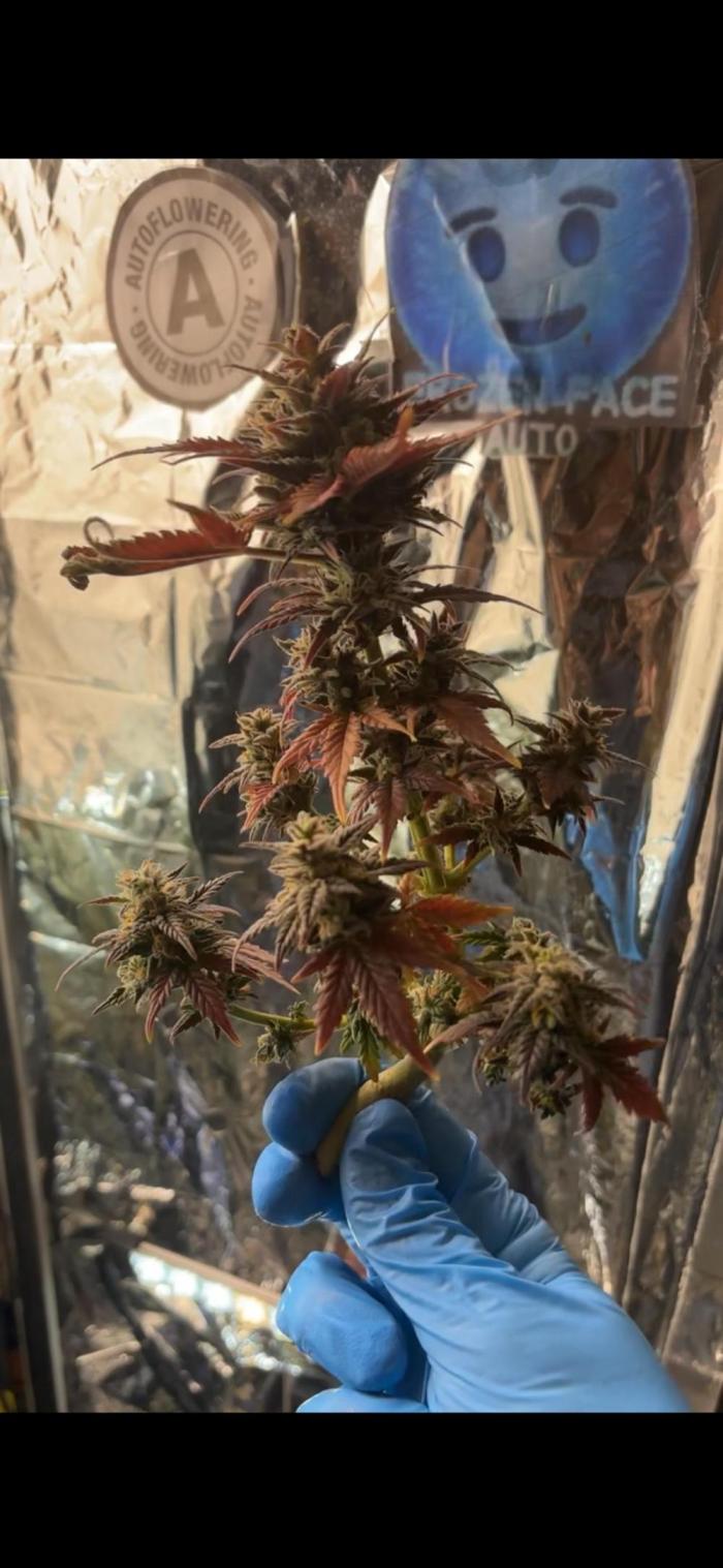 Mini bonsai auto mix (heyabby 420 pro). Week 15