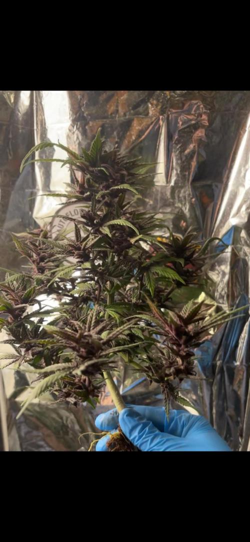 Mini bonsai auto mix (heyabby 420 pro). Week 15 - #A