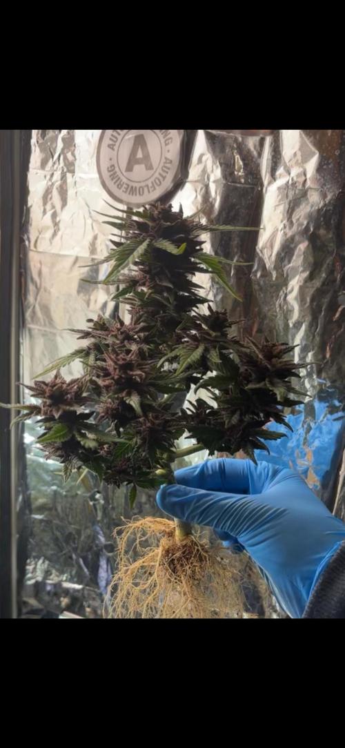 Mini bonsai auto mix (heyabby 420 pro). Week 15 - #B