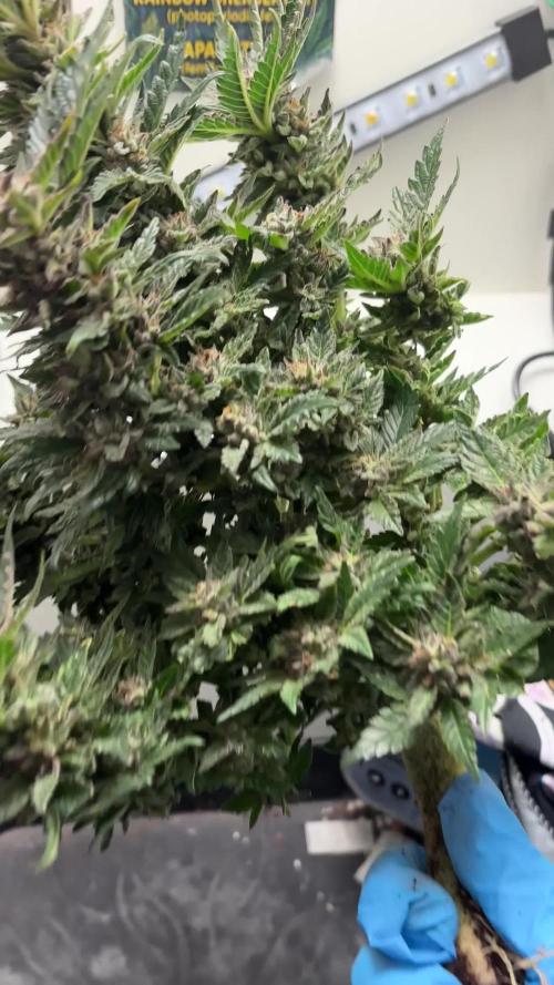 Mental rainbow F1 (HeyAbby420pro)