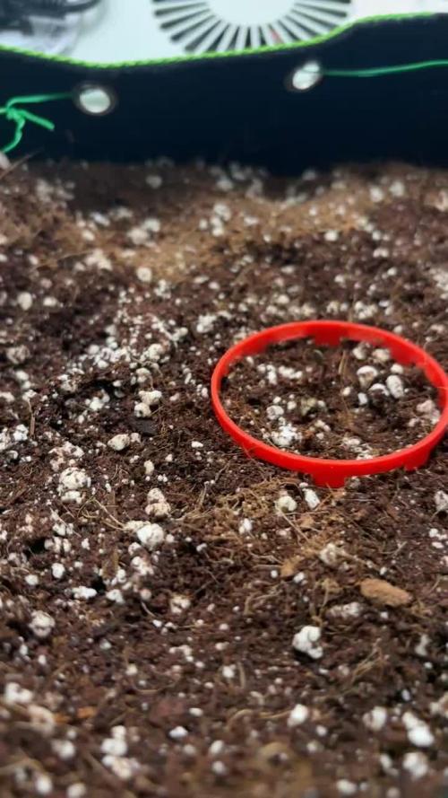 BPP auto RF3 in heyabby420pro