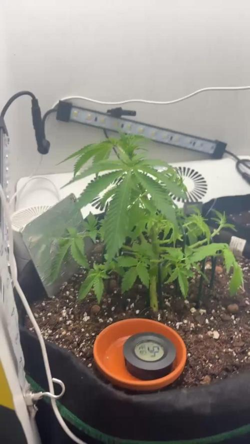 Monster Maker. Week 10