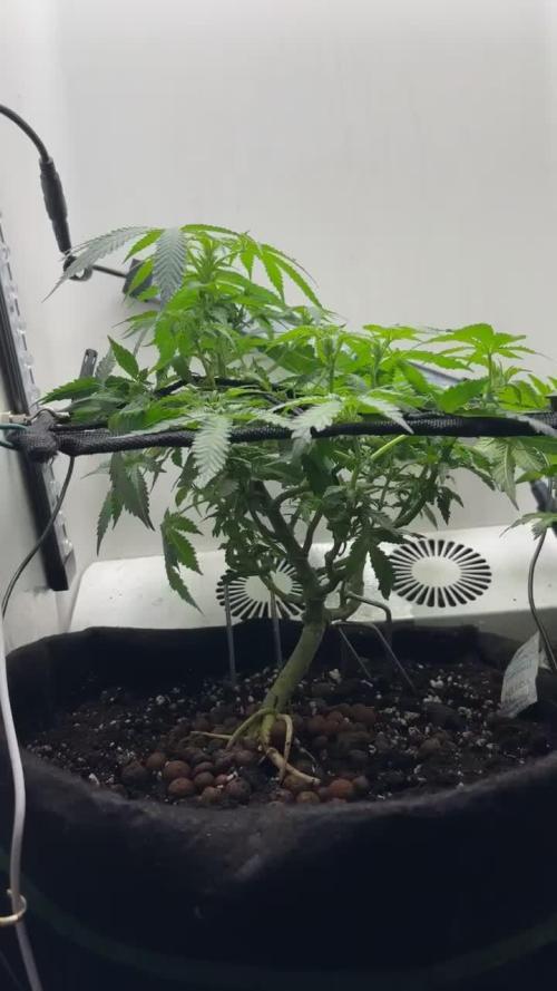 Monster Maker. Week 13