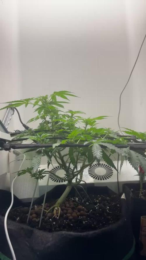 Monster Maker. Week 14