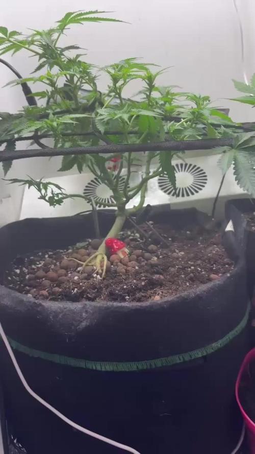 Monster Maker. Week 15