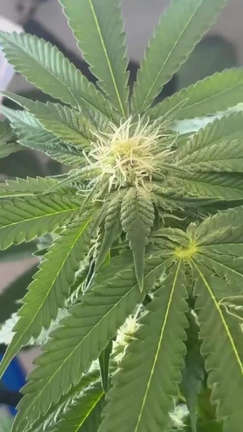 Monster Maker. Week 17