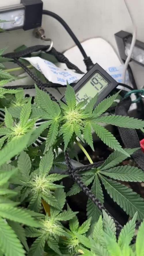 Monster Maker. Week 17