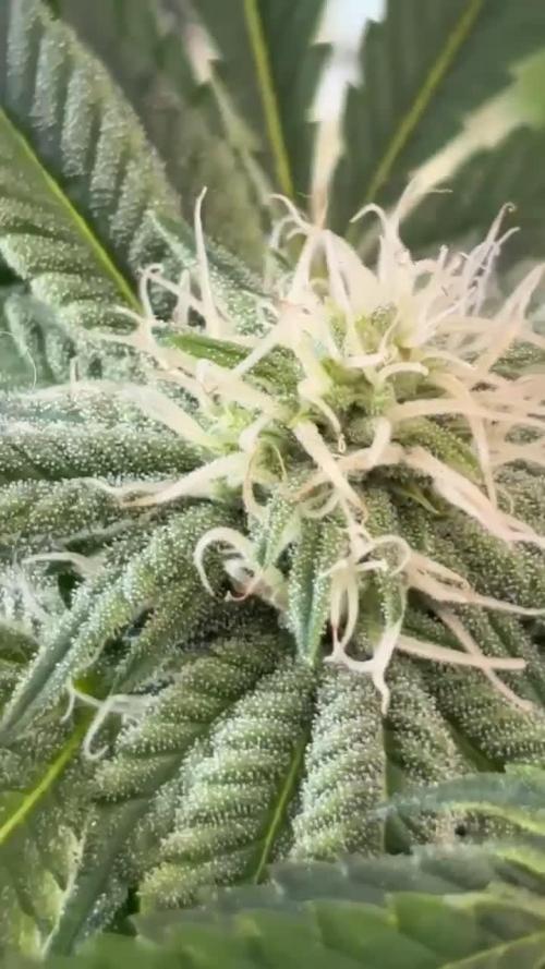 Monster Maker. Week 17