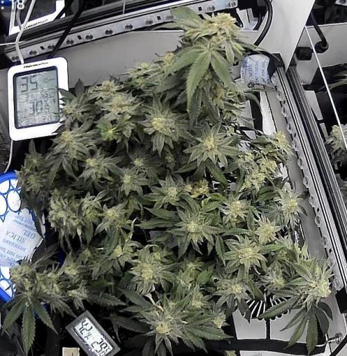 Monster Maker. Week 20