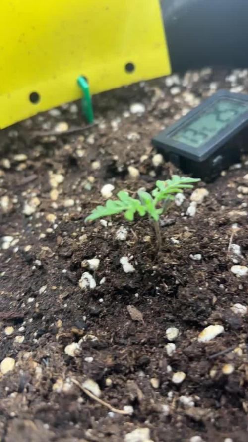 Frosty’s Purple Freak. Week 2