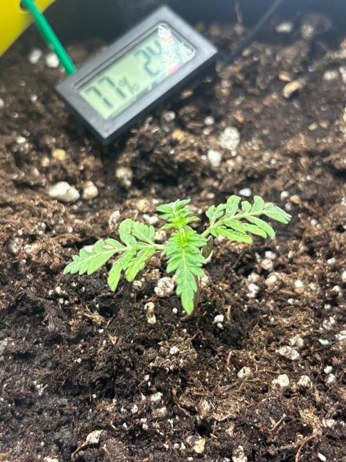 Frosty's purple Freak hey abby. Week 2 - Week 2 day7 from seed