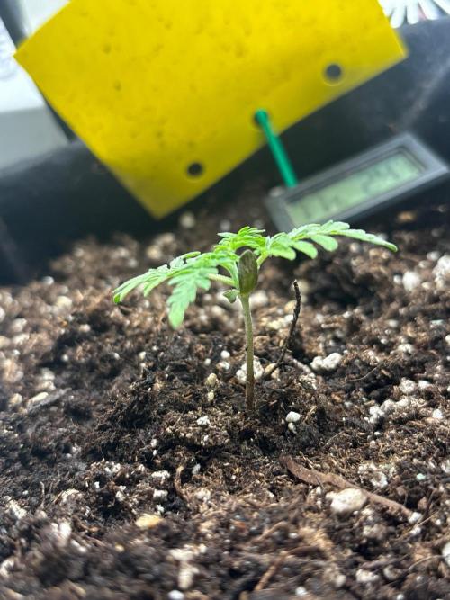 Frosty’s Purple Freak. Week 2