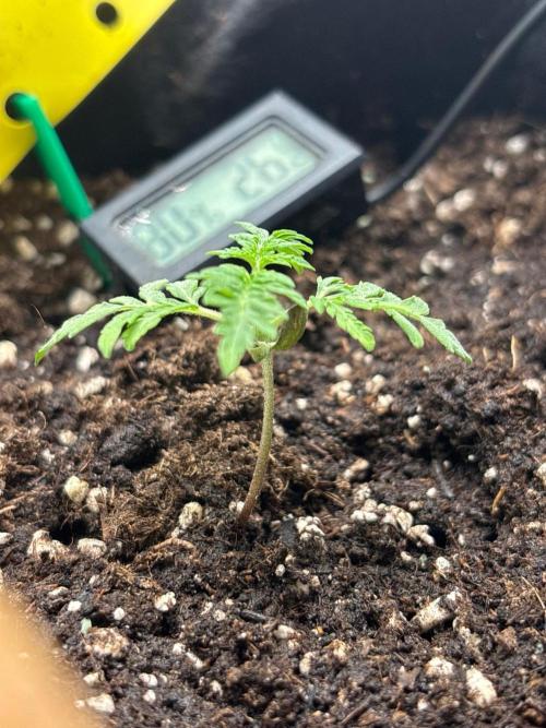 Frosty’s Purple Freak. Week 3
