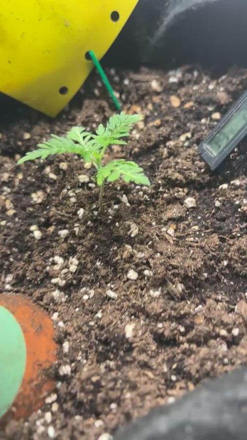 Frosty’s Purple Freak. Week 3