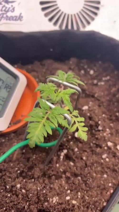 Frosty’s Purple Freak. Week 4