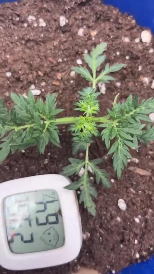 Frosty auto freak hey Abby 420pro