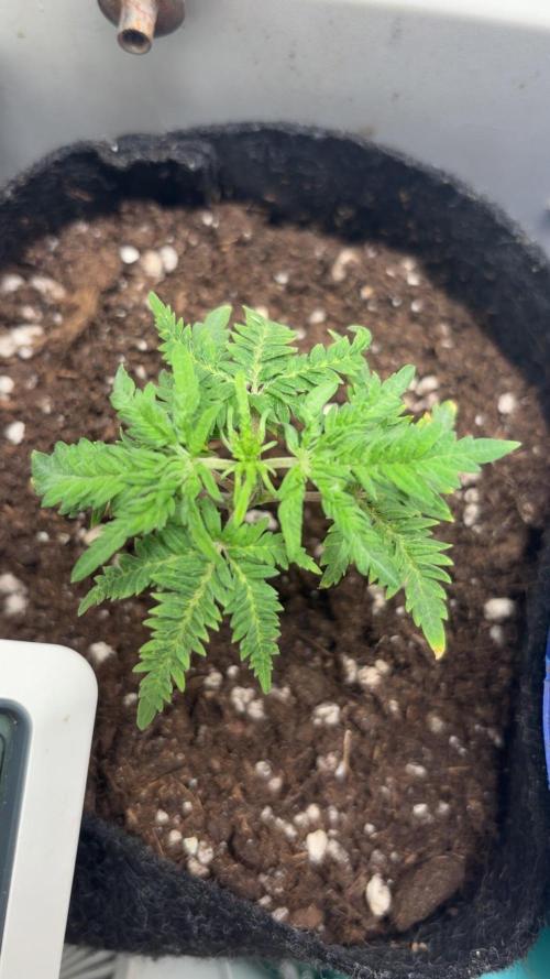 Frosty's purple Freak hey abby. Week 6 - Week:5 day:3