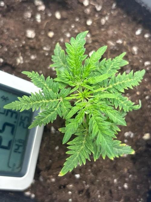 Frosty's purple Freak hey abby. Week 6 - Week:5 day:3