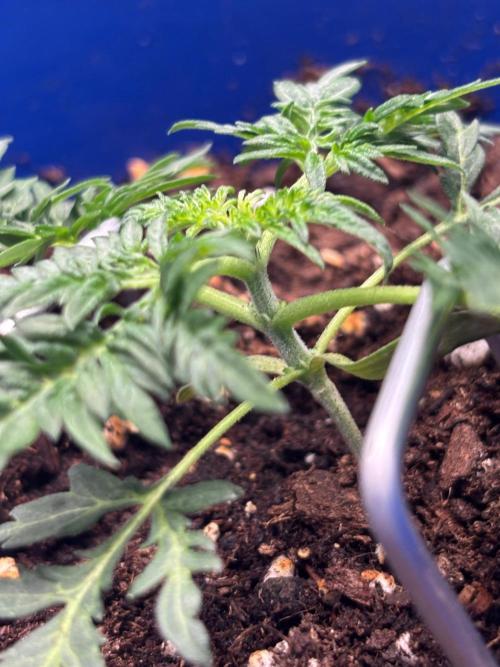 Frosty auto freak hey Abby 420pro. Week 3 - Week:3 day:3