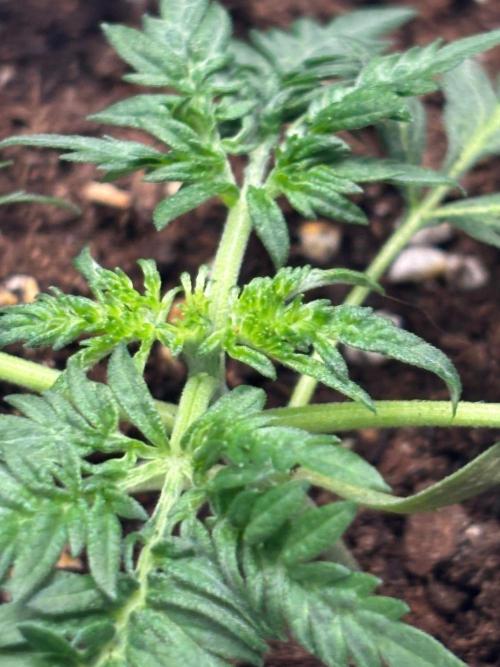 Frosty auto freak hey Abby 420pro. Week 3 - Week:3 day:3