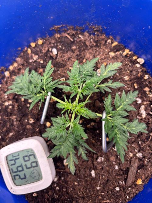 Frosty auto freak hey Abby 420pro. Week 3 - Week:3 day:3
