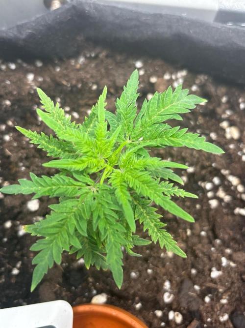 Frosty's purple Freak hey abby. Week 7 - Week:6 day:1