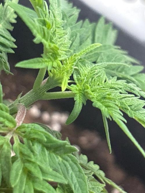 Frosty’s Purple Freak. Week 7