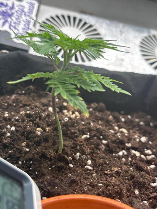 Frosty's purple Freak hey abby. Week 7 - Week:6 day:1