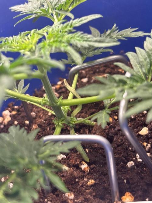 Frosty auto freak hey Abby 420pro. Week 4 - Week:4 day:1