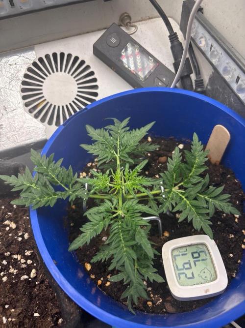 Frosty auto freak hey Abby 420pro. Week 4 - Week:4 day:1
