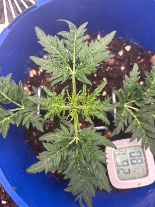 Frosty's Auto Freak. Week 4