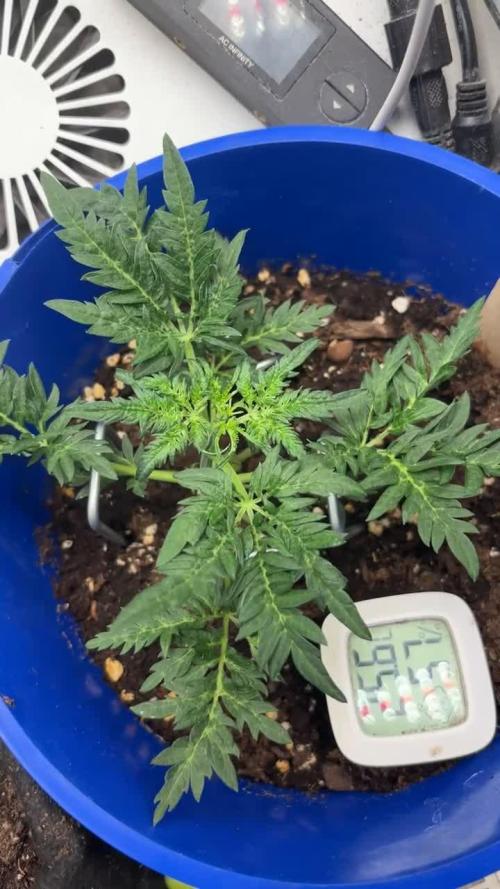 Frosty auto freak hey Abby 420pro