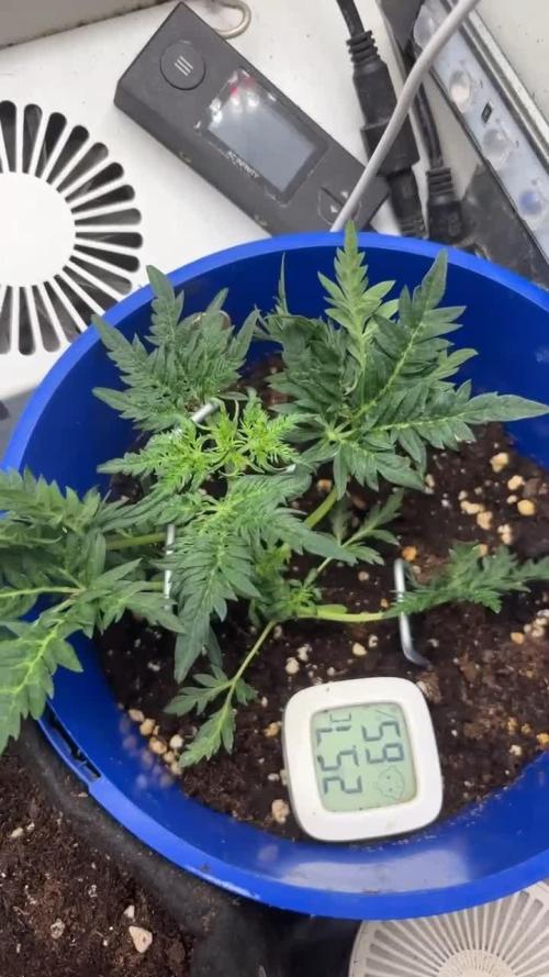 Frosty auto freak hey Abby 420pro
