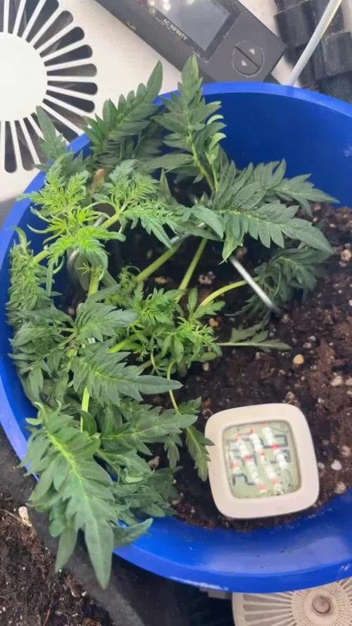 Frosty auto freak hey Abby 420pro