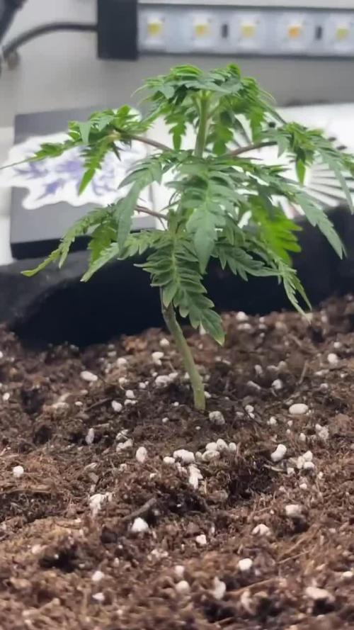 Frosty's purple Freak hey abby