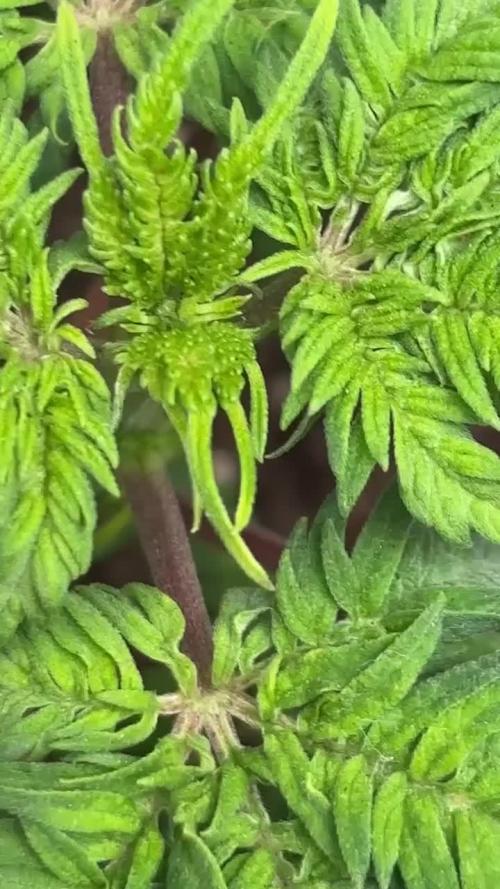 Frosty's purple Freak hey abby