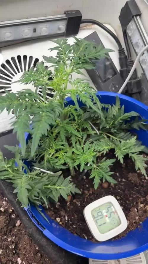 Frosty auto freak hey Abby 420pro