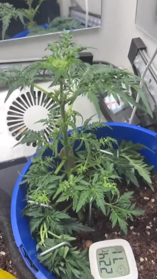 Frosty's Auto Freak. Week 6