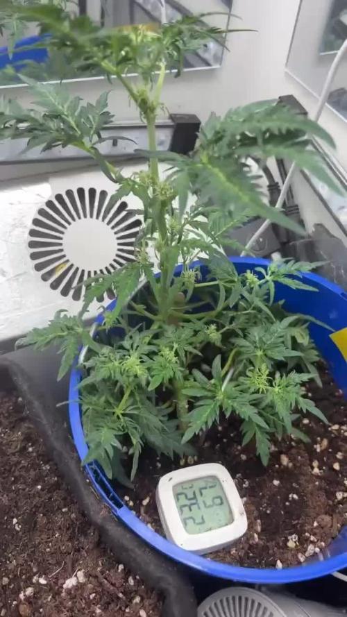 Frosty auto freak hey Abby 420pro