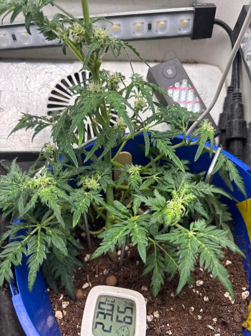 Frosty's Auto Freak. Week 7
