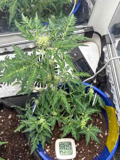 Frosty auto freak hey Abby 420pro. Week 7 - Week:7 day:1