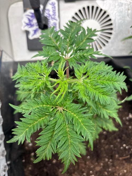 Frosty's purple Freak hey abby. Week 10 - Week:9 day:1