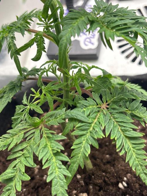 Frosty's purple Freak hey abby. Week 10 - Week:9 day:1
