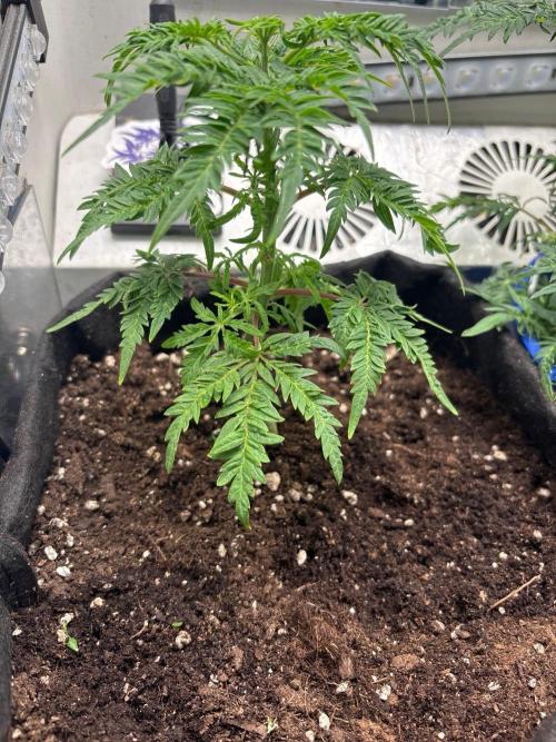 Frosty's purple Freak hey abby. Week 10 - Week:9 day:1