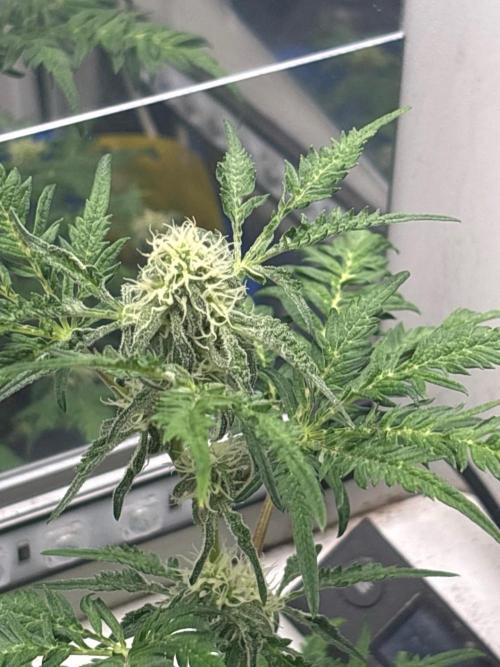 Frosty auto freak hey Abby 420pro. Week 8 - Week:8 day:1